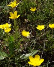 Fotografia da espécie Ranunculus paludosus