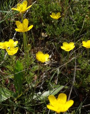 Fotografia 1 da espécie Ranunculus paludosus no Jardim Botânico UTAD