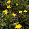 Fotografia 1 da espécie Ranunculus paludosus do Jardim Botânico UTAD