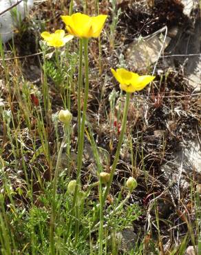 Fotografia 19 da espécie Ranunculus paludosus no Jardim Botânico UTAD