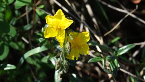 Fotografia da espécie Helianthemum apenninum subesp. stoechadifolium