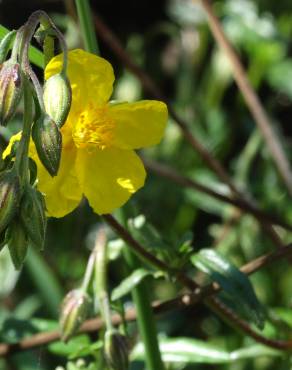 Fotografia 7 da espécie Helianthemum apenninum subesp. stoechadifolium no Jardim Botânico UTAD