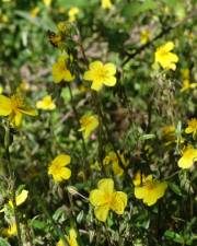 Fotografia da espécie Helianthemum apenninum