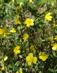 Helianthemum apenninum subesp. stoechadifolium