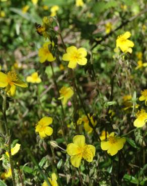 Fotografia 1 da espécie Helianthemum apenninum subesp. stoechadifolium no Jardim Botânico UTAD