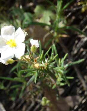 Fotografia 6 da espécie Halimium umbellatum subesp. viscosum no Jardim Botânico UTAD