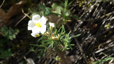 Fotografia da espécie Halimium umbellatum subesp. viscosum