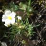 Fotografia 6 da espécie Halimium umbellatum subesp. viscosum do Jardim Botânico UTAD