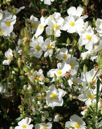 Fotografia de capa Halimium umbellatum subesp. viscosum - do Jardim Botânico