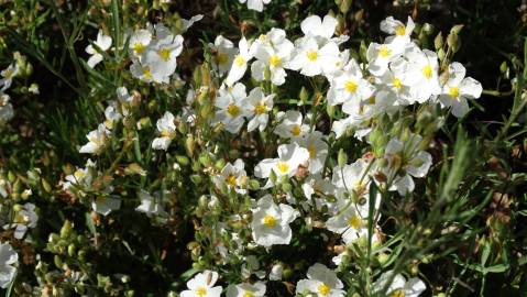 Fotografia da espécie Halimium umbellatum subesp. viscosum