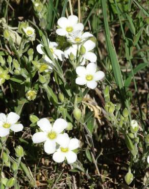 Fotografia 7 da espécie Halimium umbellatum subesp. viscosum no Jardim Botânico UTAD