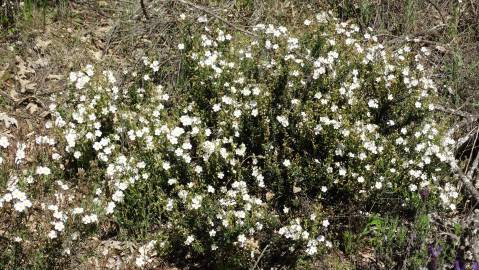 Fotografia da espécie Halimium umbellatum subesp. viscosum