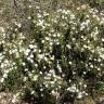 Fotografia 8 da espécie Halimium umbellatum subesp. viscosum do Jardim Botânico UTAD