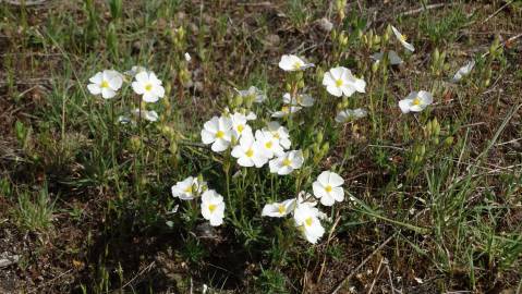 Fotografia da espécie Halimium umbellatum subesp. viscosum