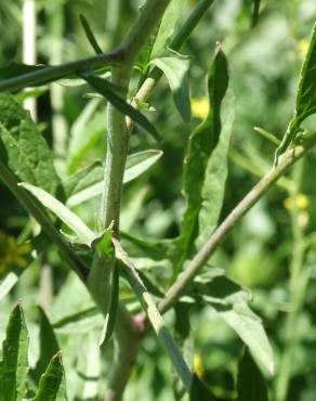 Fotografia 16 da espécie Sisymbrium officinale no Jardim Botânico UTAD