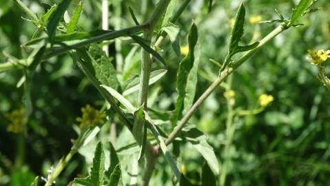 Fotografia da espécie Sisymbrium officinale