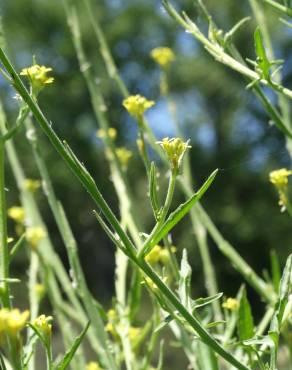 Fotografia 18 da espécie Sisymbrium officinale no Jardim Botânico UTAD