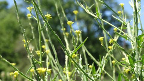 Fotografia da espécie Sisymbrium officinale