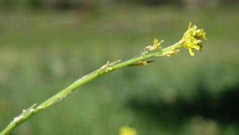 Fotografia da espécie Sisymbrium officinale