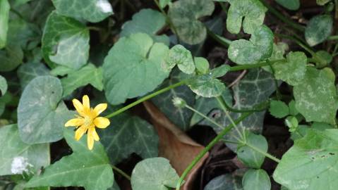 Fotografia da espécie Ranunculus ficaria subesp. ficaria