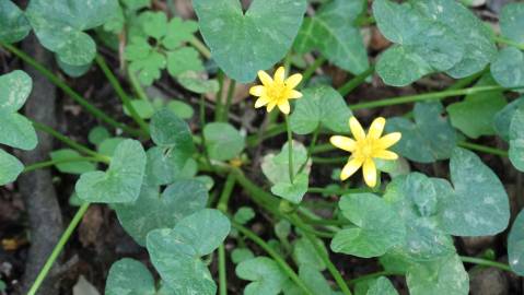 Fotografia da espécie Ranunculus ficaria subesp. ficaria