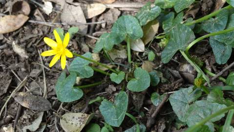 Fotografia da espécie Ranunculus ficaria subesp. ficaria