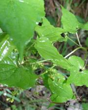 Fotografia da espécie Dioscorea communis