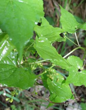 Fotografia 1 da espécie Dioscorea communis no Jardim Botânico UTAD