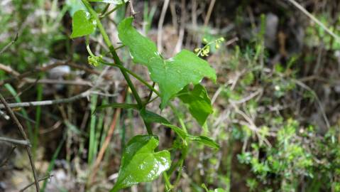 Fotografia da espécie Dioscorea communis