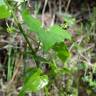 Fotografia 15 da espécie Dioscorea communis do Jardim Botânico UTAD