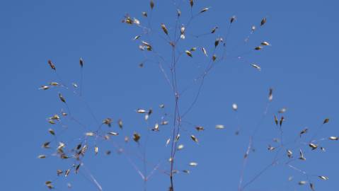 Fotografia da espécie Molineriella laevis