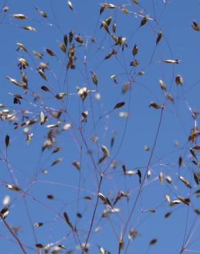 Fotografia 6 da espécie Molineriella laevis no Jardim Botânico UTAD