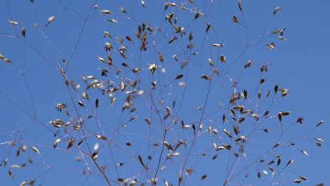 Fotografia da espécie Molineriella laevis