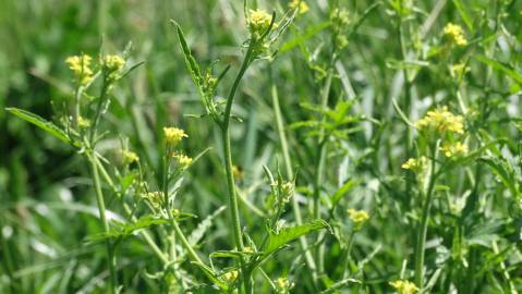 Fotografia da espécie Sisymbrium officinale