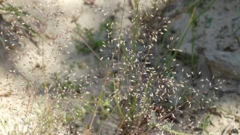 Fotografia da espécie Molineriella laevis