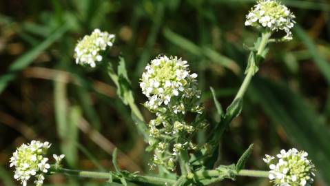 Fotografia da espécie Lepidium heterophyllum