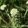 Fotografia 6 da espécie Lepidium heterophyllum do Jardim Botânico UTAD