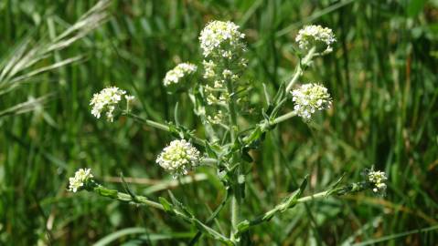 Fotografia da espécie Lepidium heterophyllum