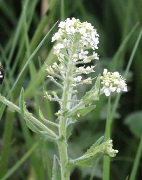 Fotografia 9 da espécie Lepidium heterophyllum no Jardim Botânico UTAD