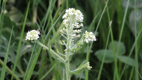 Fotografia da espécie Lepidium heterophyllum