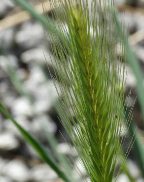 Fotografia 9 da espécie Hordeum murinum subesp. leporinum no Jardim Botânico UTAD