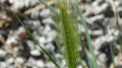 Fotografia da espécie Hordeum murinum subesp. leporinum