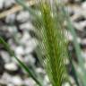 Fotografia 9 da espécie Hordeum murinum subesp. leporinum do Jardim Botânico UTAD