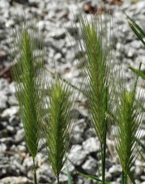 Fotografia 10 da espécie Hordeum murinum subesp. leporinum no Jardim Botânico UTAD