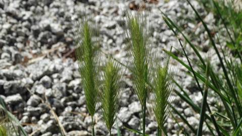 Fotografia da espécie Hordeum murinum subesp. leporinum