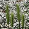 Fotografia 10 da espécie Hordeum murinum subesp. leporinum do Jardim Botânico UTAD