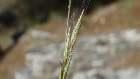 Fotografia da espécie Helictotrichon marginatum