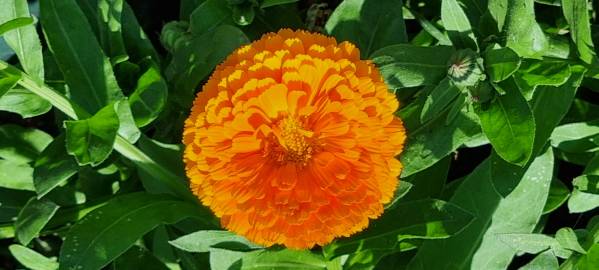 Fotografia da espécie Calendula officinalis