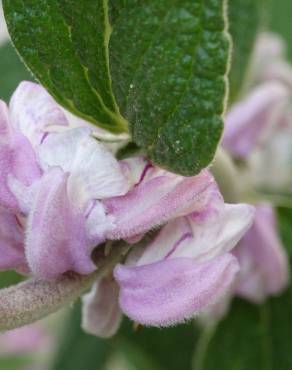 Fotografia 10 da espécie Phlomis purpurea no Jardim Botânico UTAD