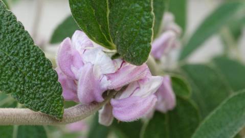 Fotografia da espécie Phlomis purpurea